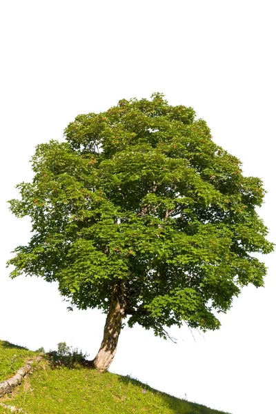 Зелене дерево ізольоване на білому тлі — стокове фото