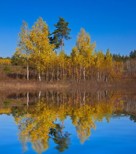 Autumn birch grove on a lake coast — Stock Photo, Image