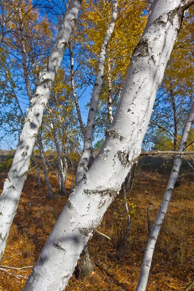 Herfst berk grove — Stockfoto