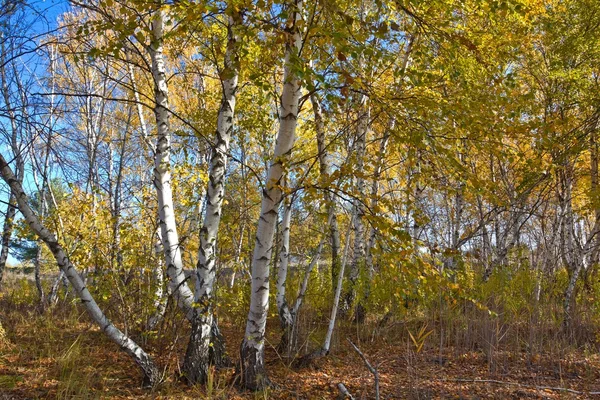 Podzimní březový les — Stock fotografie
