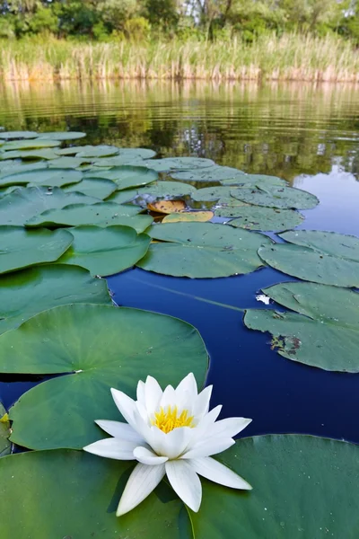 Schöne Seerose auf einem See — Stockfoto