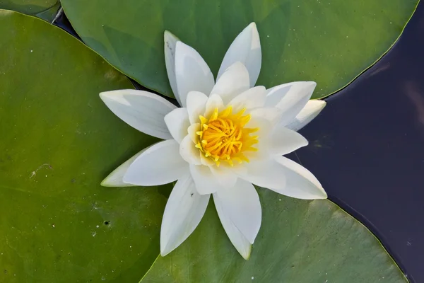 Closeup white water-lily — Stock Photo, Image