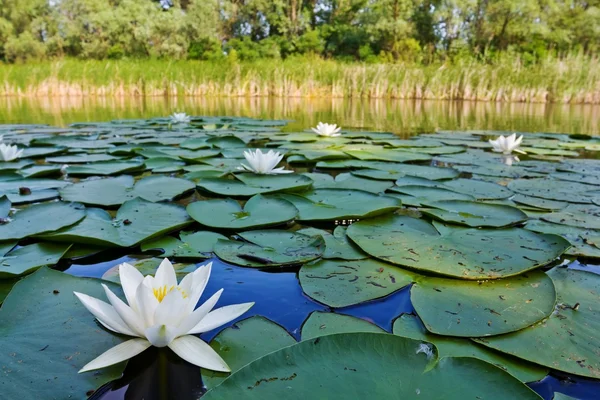 Summer river with lilies — Stock Photo, Image