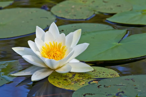 Крупный план белой лилии на озере — стоковое фото