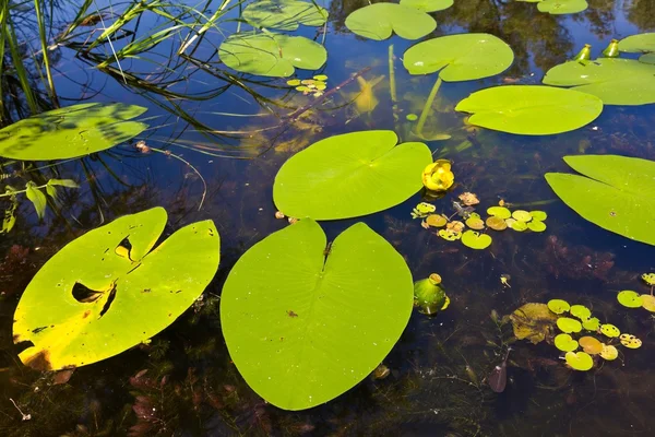 Hermosas plantas de agua verde fondo — Foto de Stock