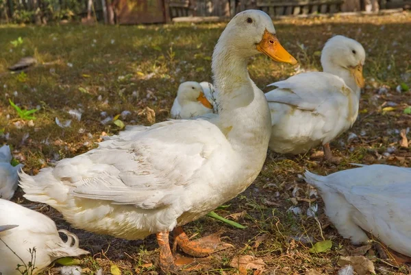 White ducks — Stock Photo, Image