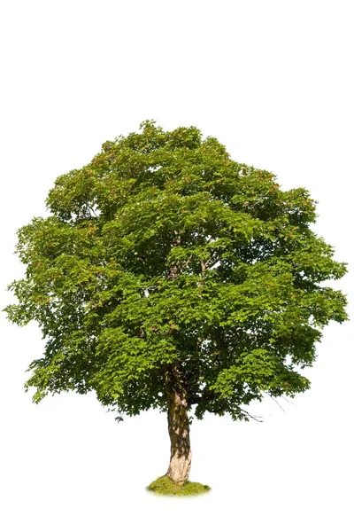 흰 배경에 고립 된 푸른 나무 — 스톡 사진