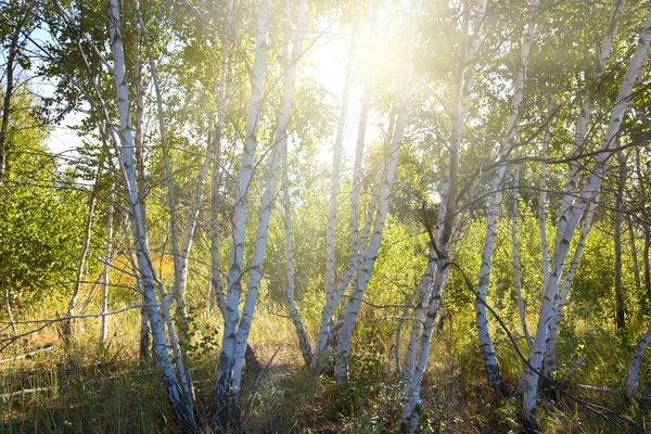 Březový háj v paprscích slunce — Stock fotografie