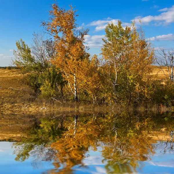 El abedul otoñal reflejado en el agua — Foto de Stock