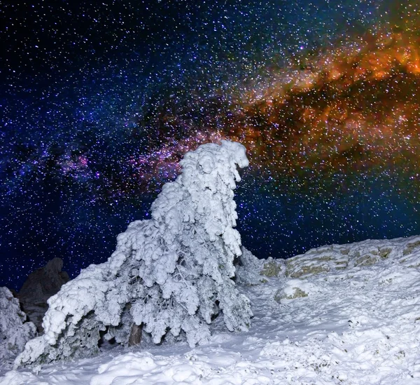 Árbol de pino nevado sobre un fondo estrellado del cielo nocturno — Foto de Stock