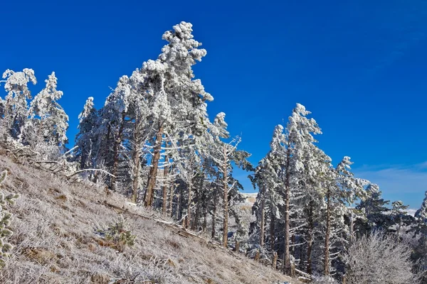 Forêt de pins enneigés sur une pente de colline — Photo