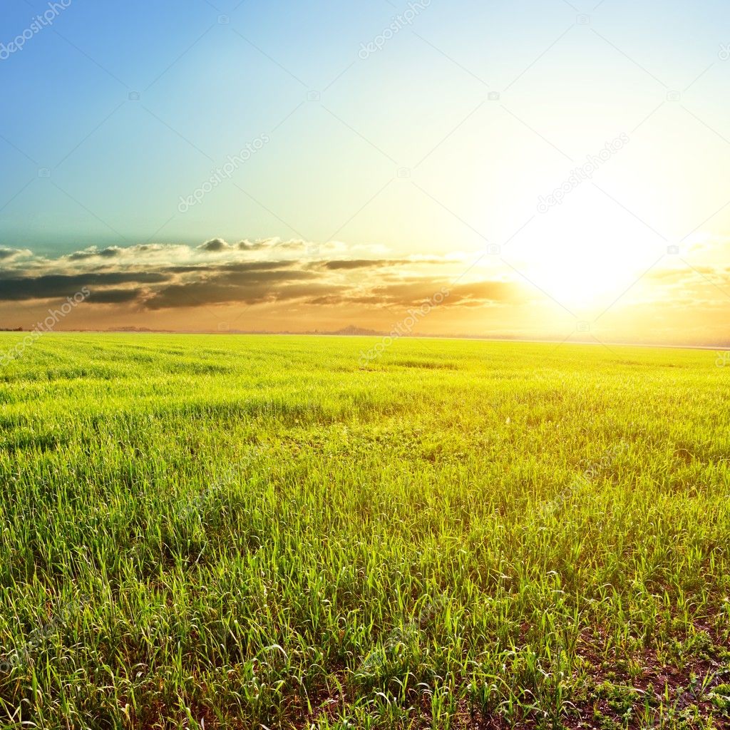 Green rural field at the early morning