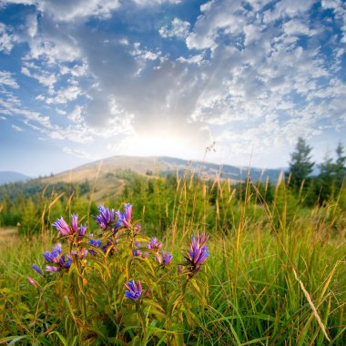 Beautiful flowers at the early morning clipart