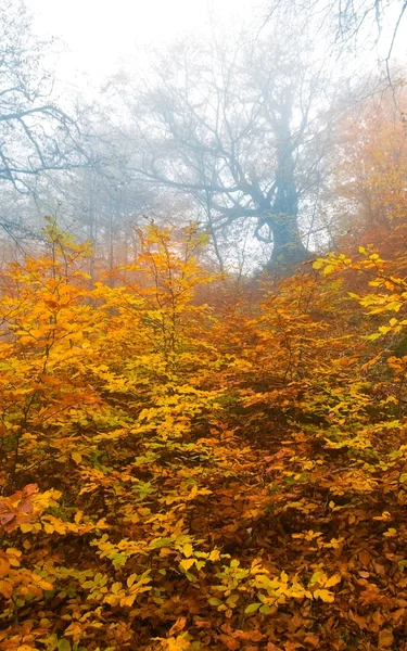 Röd höst skog i en dimma — Stockfoto