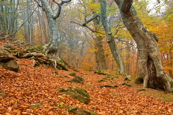 Quiet red autumn forest scene — Stock Photo, Image