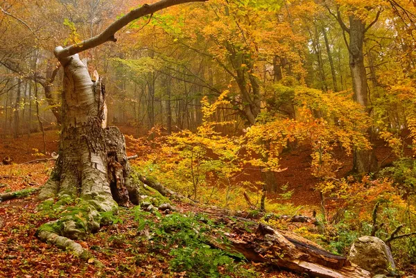 Trockener Baum in einem herbstlichen Wald — Stockfoto