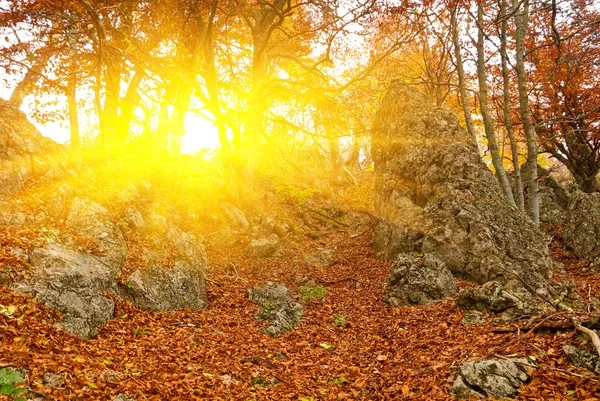 Herfst bos in een stralen van de zon — Stockfoto