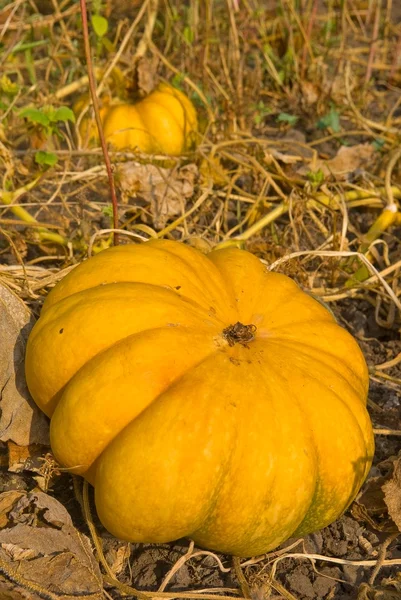 Closeup ripe pumpkin — Stock Photo, Image