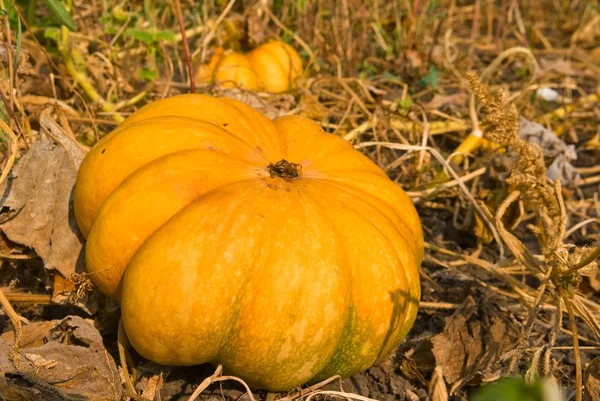 Yellow ripe pumpkin — Stock Photo, Image