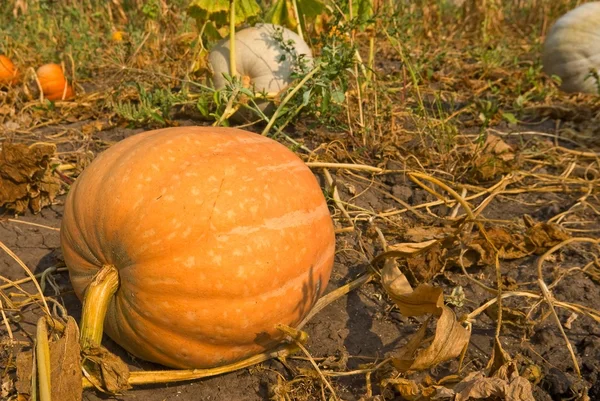 Ripe pumpkin in a garden — Stock Photo, Image
