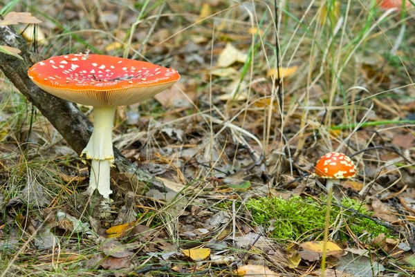 Cogumelo de mosca-agárico em uma grama — Fotografia de Stock