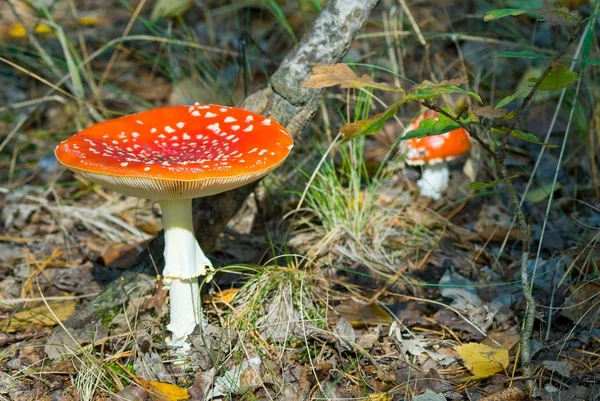 Cogumelo voador-agárico — Fotografia de Stock