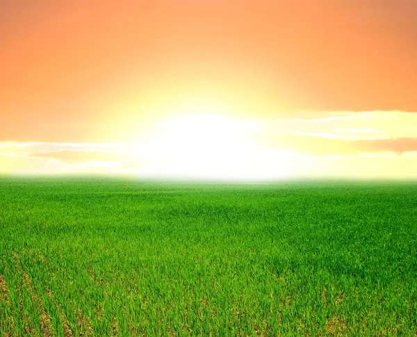 stock image Green field at the sunrise