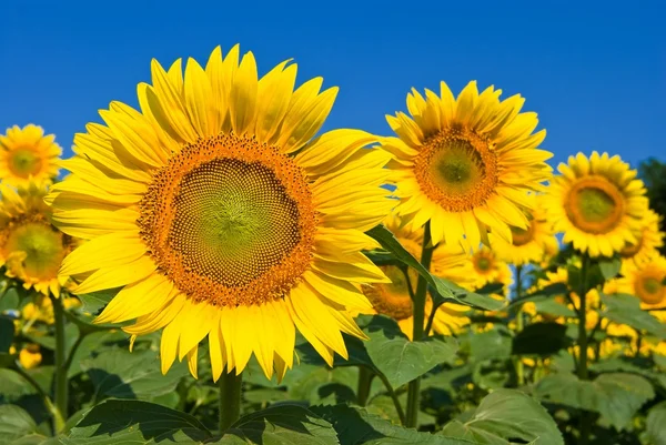 Beautiful closeup sunflowers — Stock Photo, Image