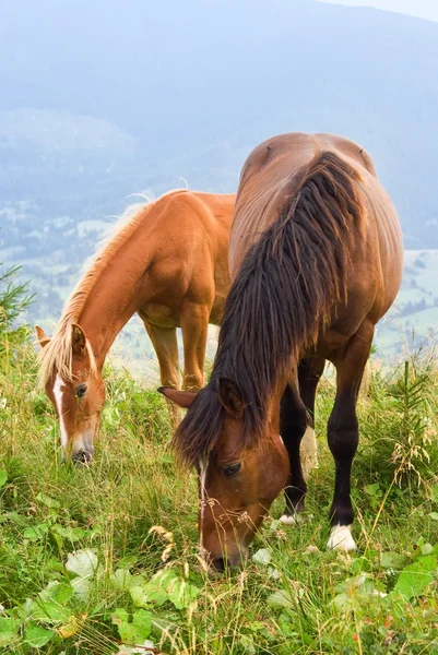 Two beautiful brown horses on a pasture — Stock Photo, Image