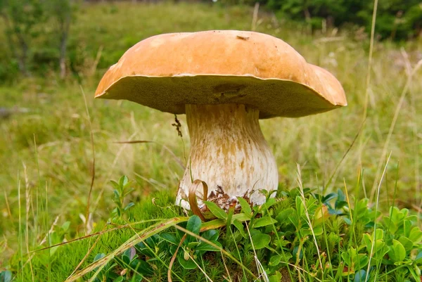 Grande cogumelo — Fotografia de Stock