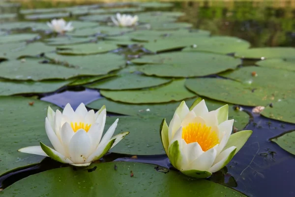 Närbild vackra vita liljor på en sjö — Stockfoto