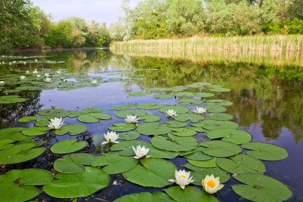 stock image Summer river with white lilies