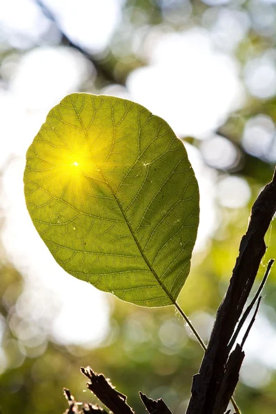 Folha verde em raios de sol — Fotografia de Stock