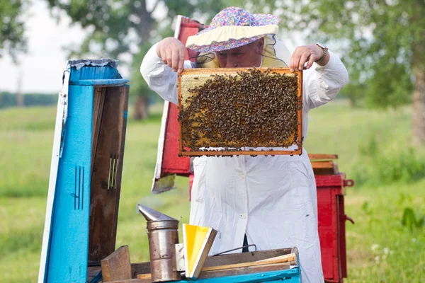 Méhész lépek — Stock Fotó