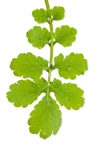 Leaf of celandine — Stock Photo, Image