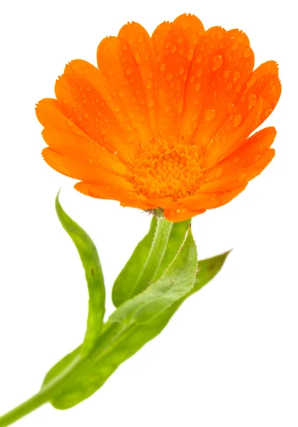 Λουλούδι της καλέντουλας — Φωτογραφία Αρχείου