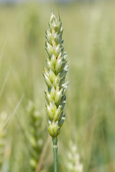 Ouvido de trigo verde — Fotografia de Stock