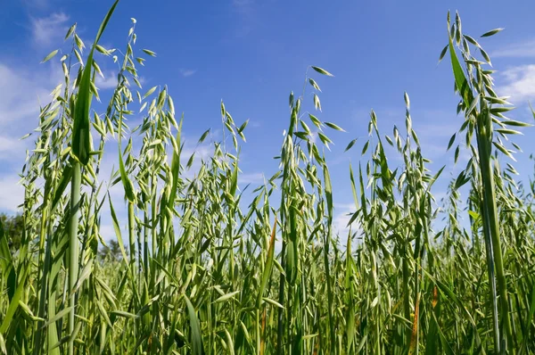 Зеленое овсяное поле — стоковое фото
