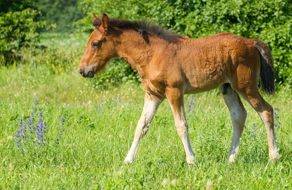 婴儿马 — 图库照片