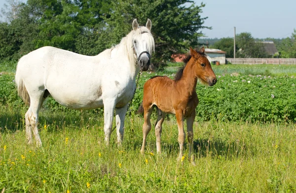 Matka a malý kůň — Stock fotografie