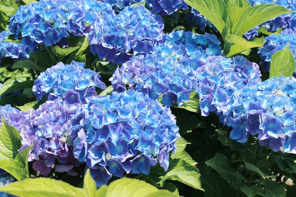 stock image Hydrangea