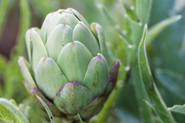 stock image Artichoke