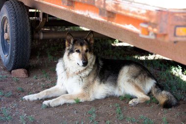 German Shepherd in the shade of a tractor bed clipart