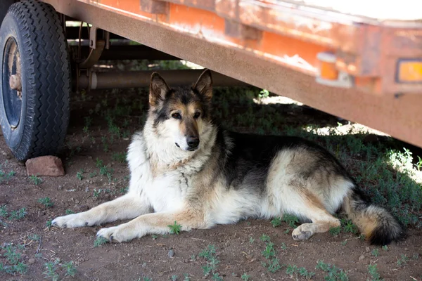 Schäferhund im Schatten eines Traktorbettes — Stockfoto