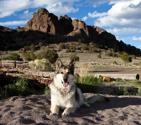 在科罗拉多州的德国牧羊犬 — 图库照片