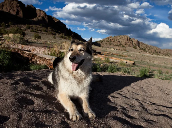 Німецька вівчарка в Колорадо — стокове фото