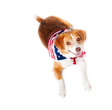 All American Dog clipart