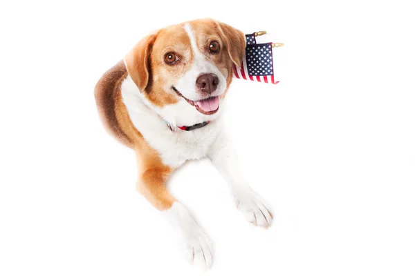 Cão patriótico — Fotografia de Stock