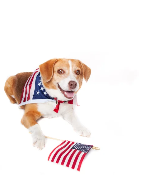 Patriotyczne pies — Zdjęcie stockowe