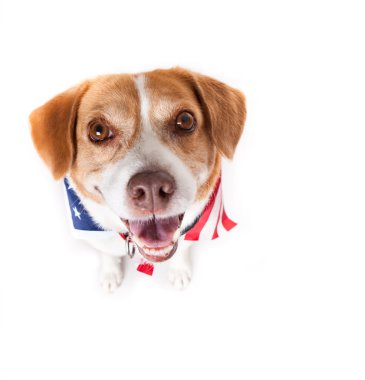 Funny American Dog clipart